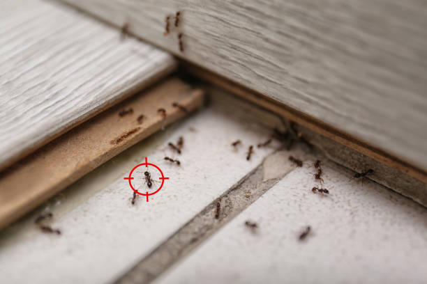 Best Exterminator Services  in Clearfield, UT