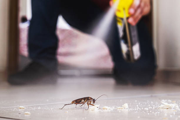Best Flea Control Services  in Clearfield, UT
