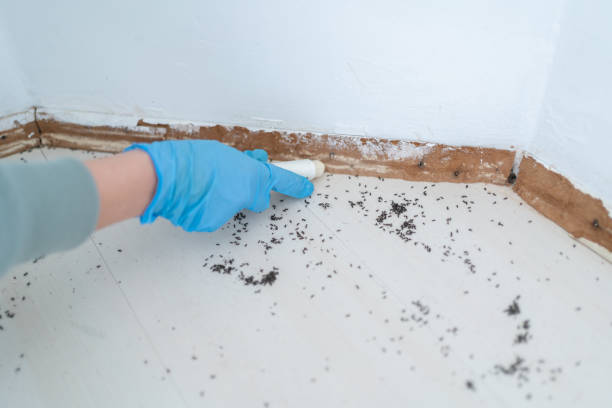 Best Wasp Removal Services  in Clearfield, UT